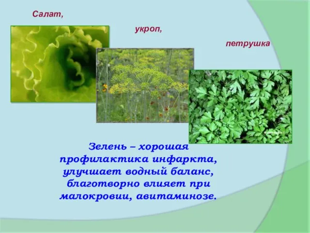 Зелень – хорошая профилактика инфаркта, улучшает водный баланс, благотворно влияет при малокровии, авитаминозе. Салат, укроп, петрушка