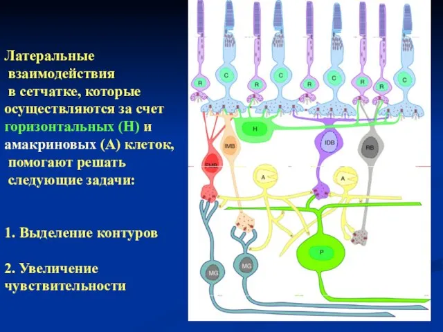 Латеральные взаимодействия в сетчатке, которые осуществляются за счет горизонтальных (Н) и амакриновых