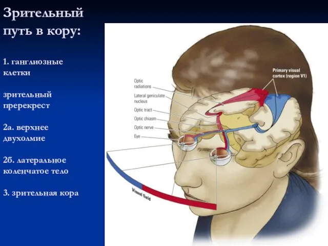 Зрительный путь в кору: 1. ганглиозные клетки зрительный пререкрест 2а. верхнее двухолмие
