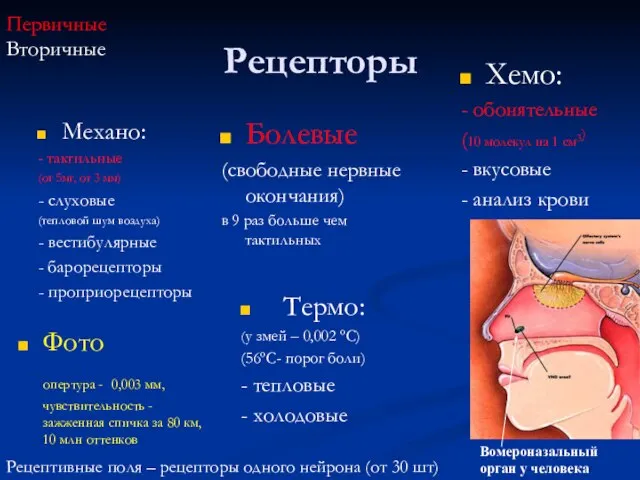 Рецепторы Механо: - тактильные (от 5мг, от 3 мм) - слуховые (тепловой