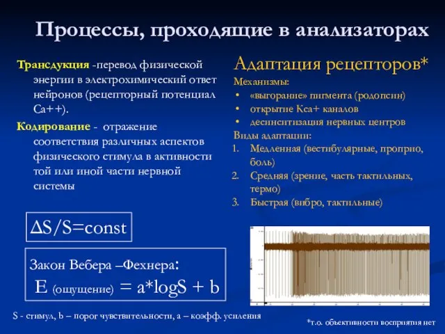 Процессы, проходящие в анализаторах Трансдукция -перевод физической энергии в электрохимический ответ нейронов