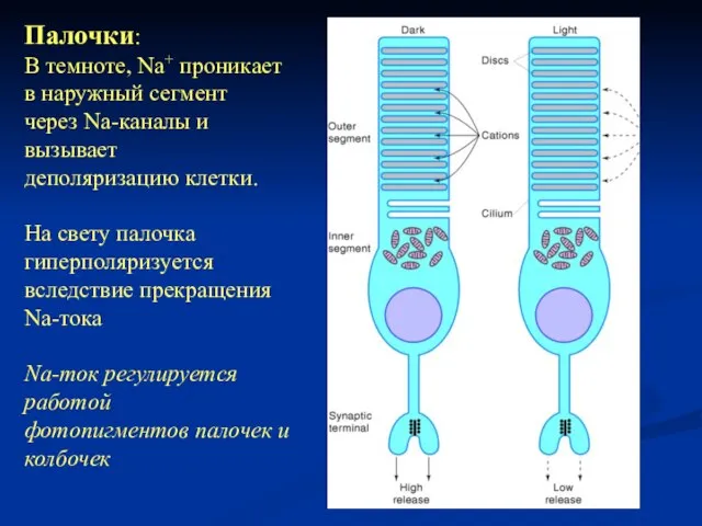 Палочки: В темноте, Na+ проникает в наружный сегмент через Na-каналы и вызывает