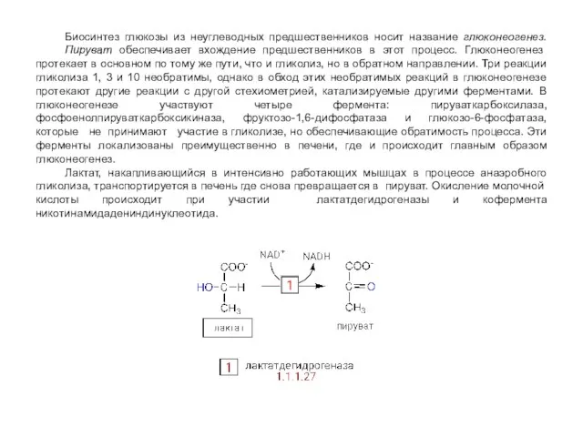 Биосинтез глюкозы из неуглеводных предшественников носит название глюконеогенез. Пируват обеспечивает вхождение предшественников