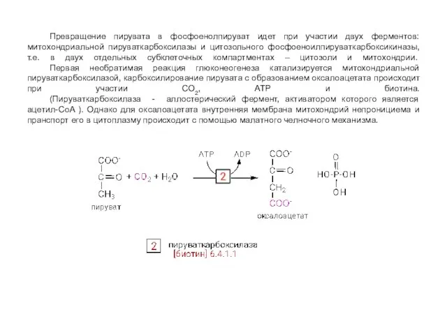Превращение пирувата в фосфоенолпируват идет при участии двух ферментов: митохондриальной пируваткарбоксилазы и