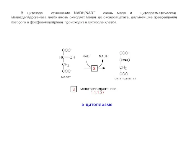 В цитозоле отношение NADH/NAD+ очень мало и цитоплазматическая малатдегидрогеназа легко вновь окисляет