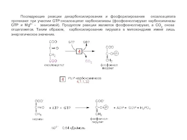 Последующие реакции декарбоксилирования и фосфорилирования оксалоацетата протекают при участии GTP:оксалоацетат карбоксилиазы (фосфоенолпируват