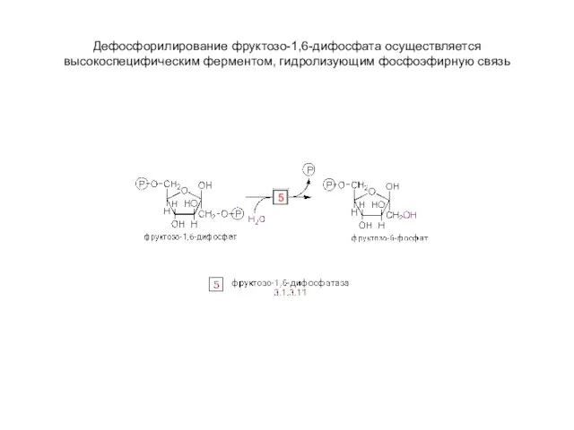 Дефосфорилирование фруктозо-1,6-дифосфата осуществляется высокоспецифическим ферментом, гидролизующим фосфоэфирную связь