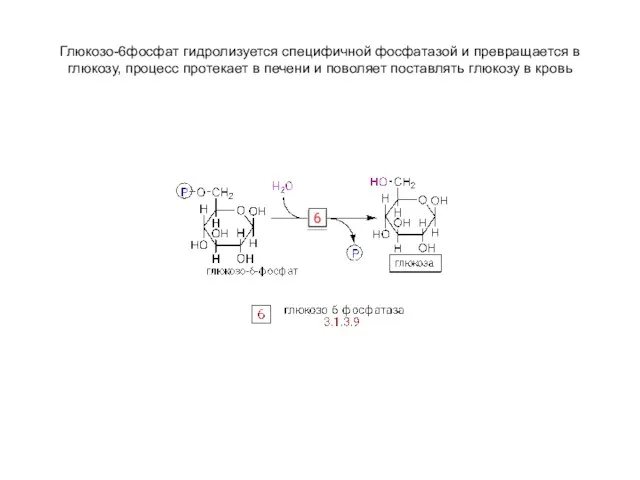 Глюкозо-6фосфат гидролизуется специфичной фосфатазой и превращается в глюкозу, процесс протекает в печени