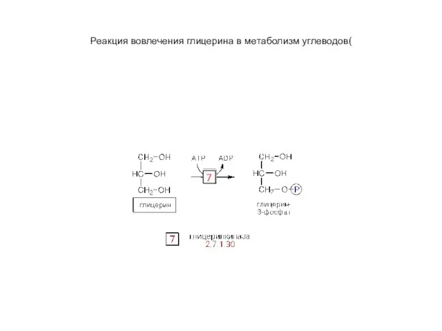 Реакция вовлечения глицерина в метаболизм углеводов(