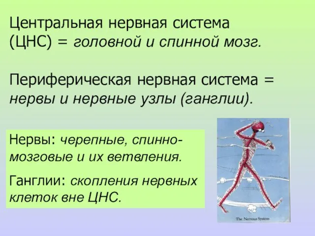 Центральная нервная система (ЦНС) = головной и спинной мозг. Периферическая нервная система