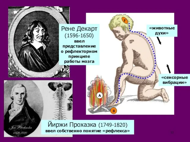 Рене Декарт (1596-1650) ввел представление о рефлекторном принципе работы мозга Йиржи Прохазка