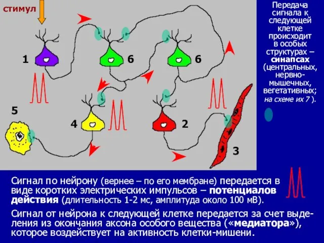 Сигнал по нейрону (вернее – по его мембране) передается в виде коротких