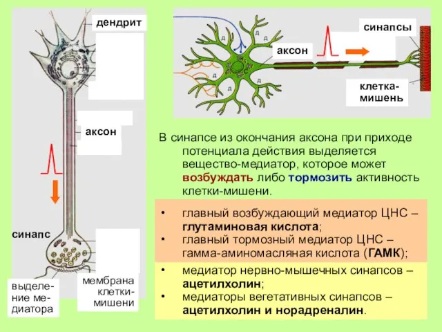 В синапсе из окончания аксона при приходе потенциала действия выделяется вещество-медиатор, которое