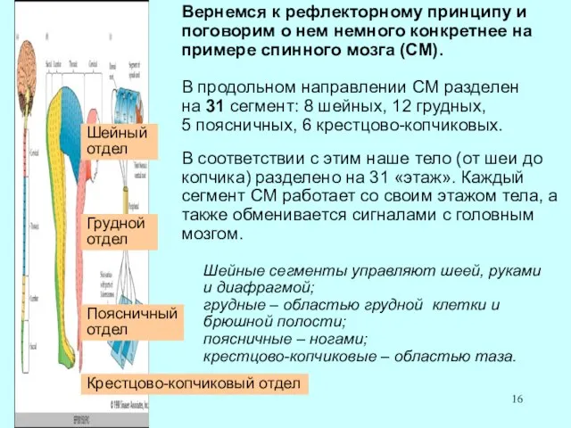 Вернемся к рефлекторному принципу и поговорим о нем немного конкретнее на примере