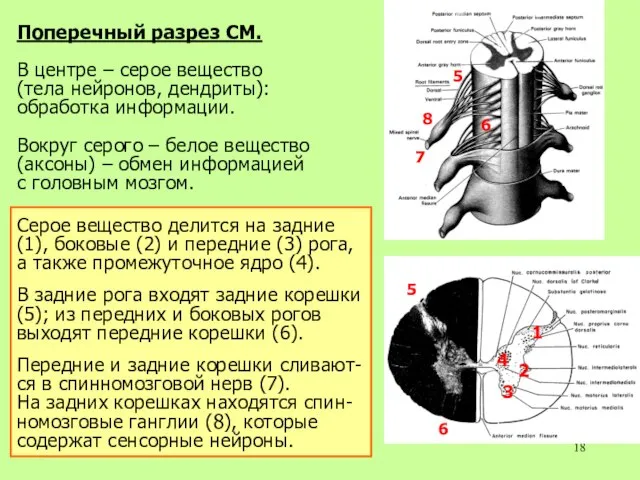 Поперечный разрез СМ. В центре – серое вещество (тела нейронов, дендриты): обработка
