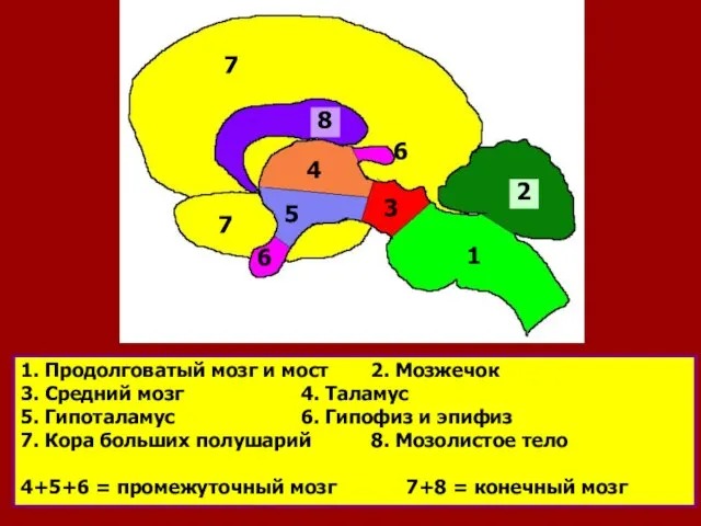 1. Продолговатый мозг и мост 2. Мозжечок 3. Средний мозг 4. Таламус