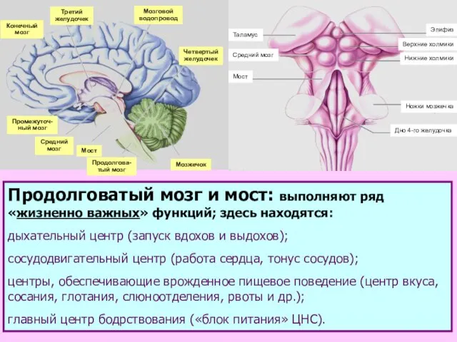 Конечный мозг Третий желудочек Мозговой водопровод Четвертый желудочек Мозжечок Промежуточ- ный мозг