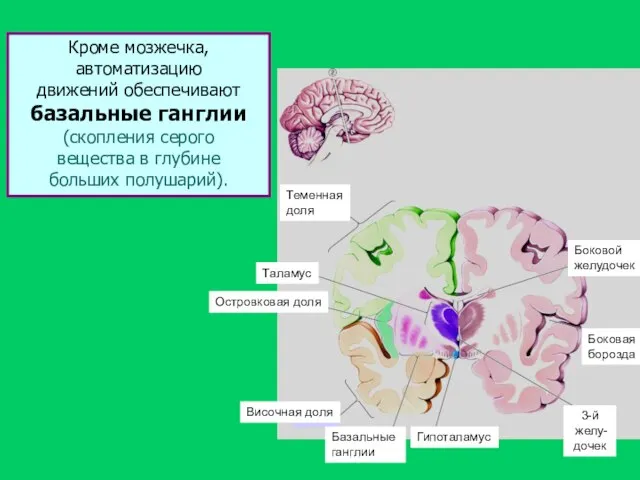 Кроме мозжечка, автоматизацию движений обеспечивают базальные ганглии (скопления серого вещества в глубине больших полушарий).