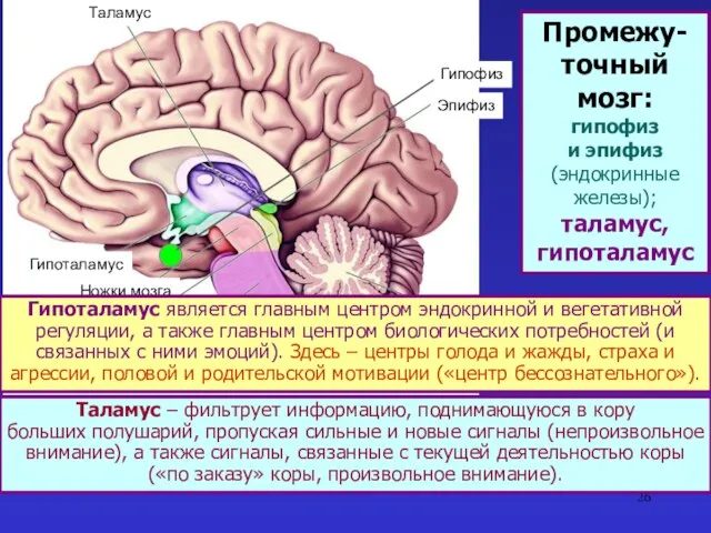 Таламус Гипоталамус Ножки мозга Четверохолмие Мост Продолговатый мозг Мозжечок Эпифиз Таламус –