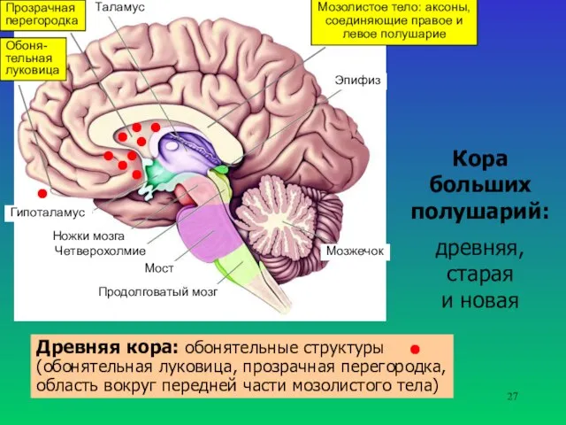 Таламус Гипоталамус Ножки мозга Четверохолмие Мост Продолговатый мозг Мозжечок Эпифиз Кора больших