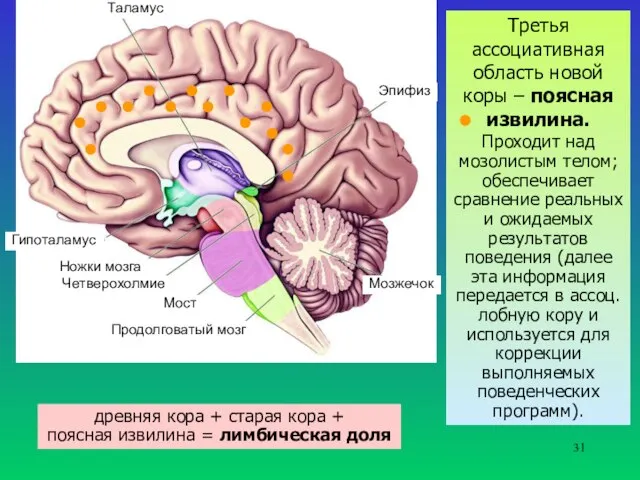 Таламус Гипоталамус Ножки мозга Четверохолмие Мост Продолговатый мозг Мозжечок Эпифиз Третья ассоциативная