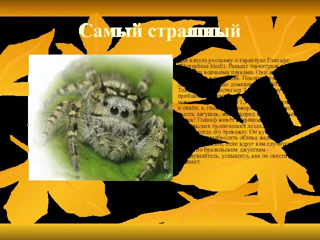 Самый страшный Для начала расскажу о тарантуле Голиафе (Theraphosa blodi). Раньше тарантулов