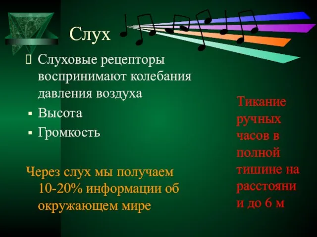 Слух Слуховые рецепторы воспринимают колебания давления воздуха Высота Громкость Через слух мы