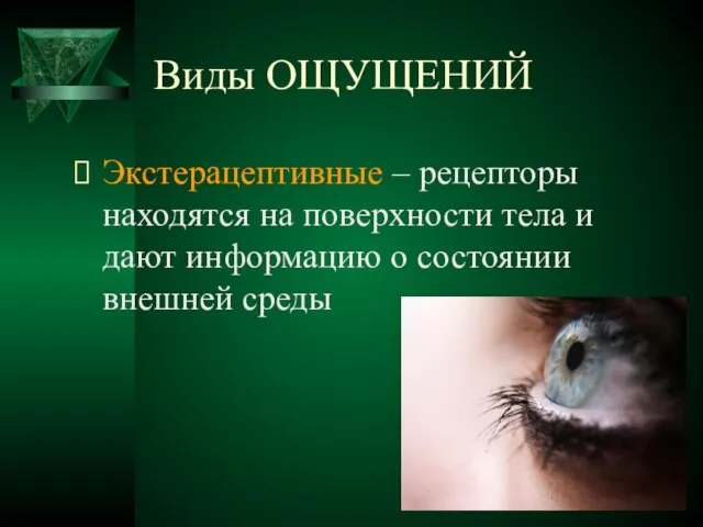 Виды ОЩУЩЕНИЙ Экстерацептивные – рецепторы находятся на поверхности тела и дают информацию о состоянии внешней среды