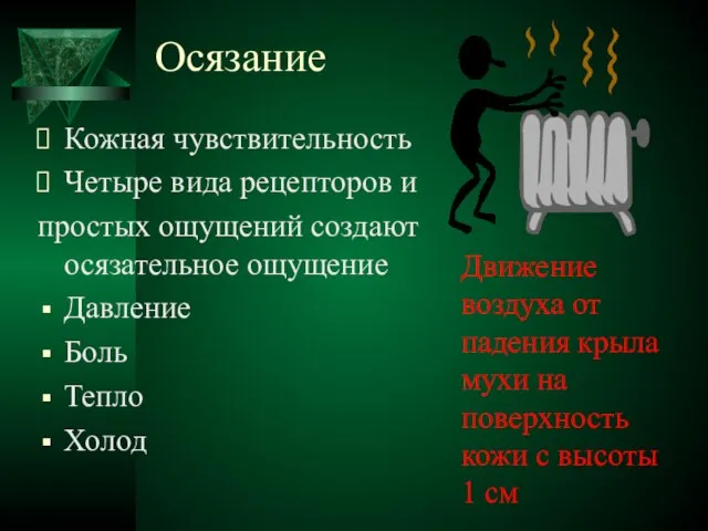 Осязание Кожная чувствительность Четыре вида рецепторов и простых ощущений создают осязательное ощущение