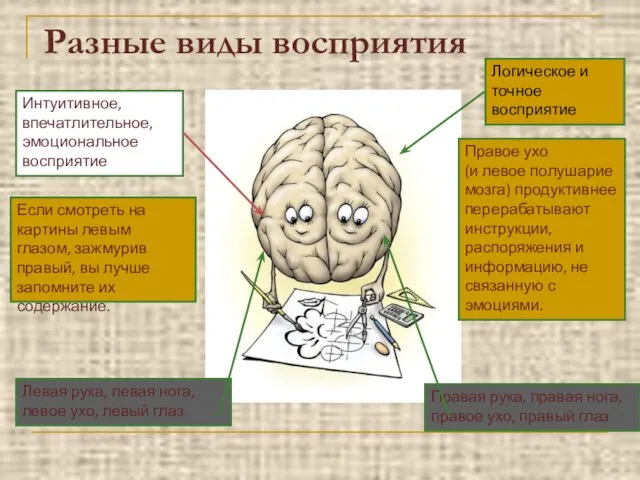 Разные виды восприятия Интуитивное, впечатлительное, эмоциональное восприятие Логическое и точное восприятие Правое