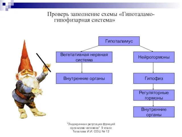 "Эндокринная регуляция функций организма человека" 9 класс Топалова И.И. СОШ № 12