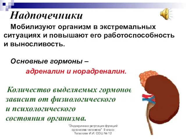 "Эндокринная регуляция функций организма человека" 9 класс Топалова И.И. СОШ № 12