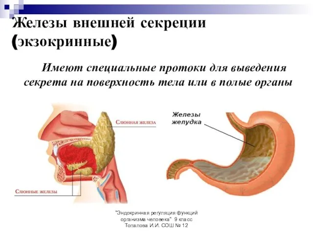 "Эндокринная регуляция функций организма человека" 9 класс Топалова И.И. СОШ № 12