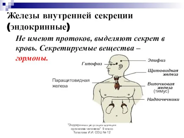 "Эндокринная регуляция функций организма человека" 9 класс Топалова И.И. СОШ № 12