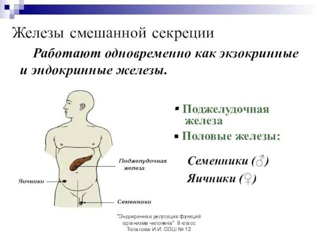 "Эндокринная регуляция функций организма человека" 9 класс Топалова И.И. СОШ № 12