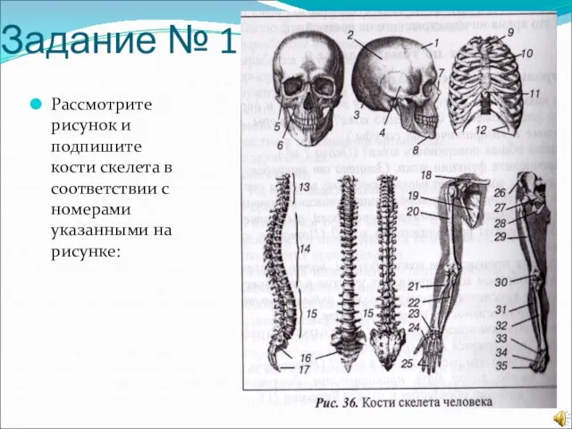 Задание № 1 Рассмотрите рисунок и подпишите кости скелета в соответствии с номерами указанными на рисунке: