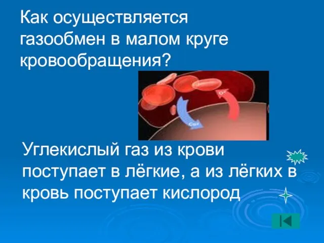 Как осуществляется газообмен в малом круге кровообращения? Углекислый газ из крови поступает