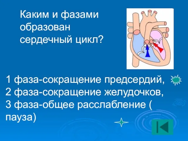 Каким и фазами образован сердечный цикл? 1 фаза-сокращение предсердий, 2 фаза-сокращение желудочков,