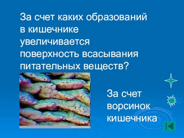 За счет каких образований в кишечнике увеличивается поверхность всасывания питательных веществ? За счет ворсинок кишечника