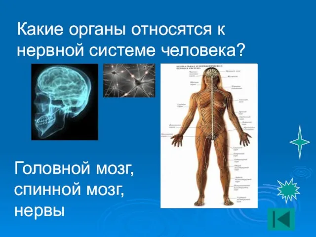 Какие органы относятся к нервной системе человека? Головной мозг, спинной мозг, нервы
