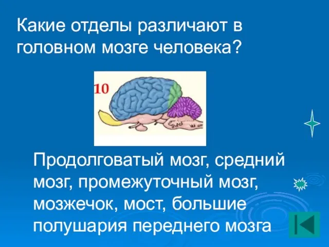 Какие отделы различают в головном мозге человека? Продолговатый мозг, средний мозг, промежуточный