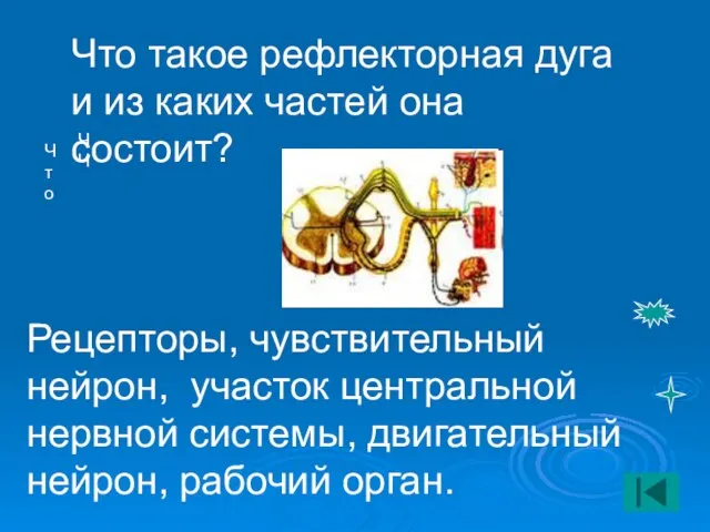 ЧЧ Что Что такое рефлекторная дуга и из каких частей она состоит?