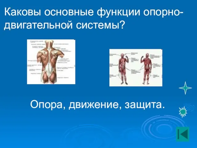 Каковы основные функции опорно-двигательной системы? Опора, движение, защита.