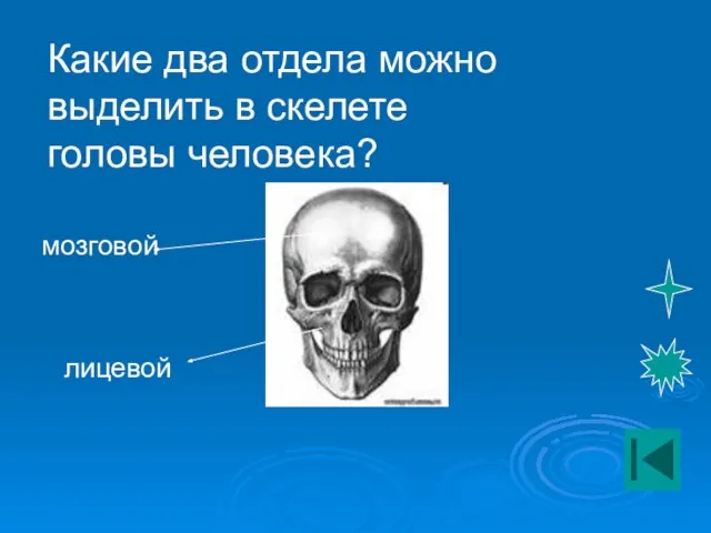 Какие два отдела можно выделить в скелете головы человека? мозговой лицевой