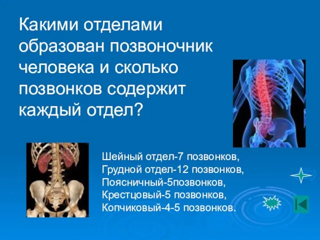 Какими отделами образован позвоночник человека и сколько позвонков содержит каждый отдел? Шейный