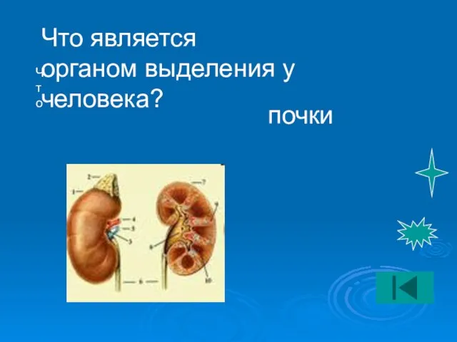 Что Что является органом выделения у человека? почки