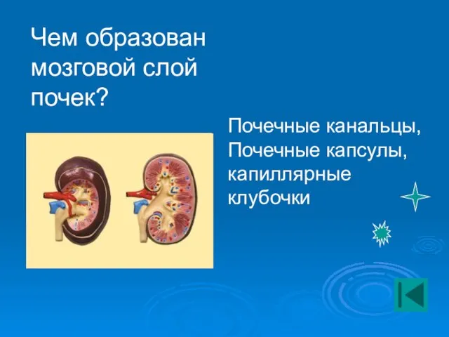 Чем образован мозговой слой почек? Почечные канальцы, Почечные капсулы, капиллярные клубочки