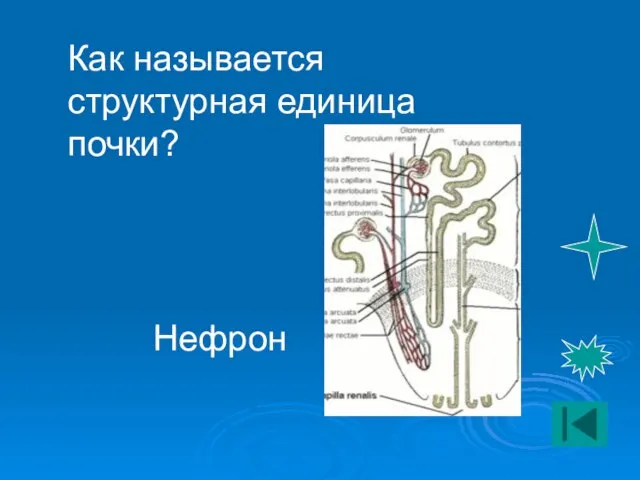 Как называется структурная единица почки? Нефрон