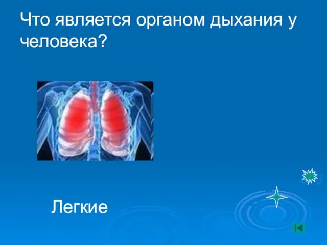 Что является органом дыхания у человека? Легкие