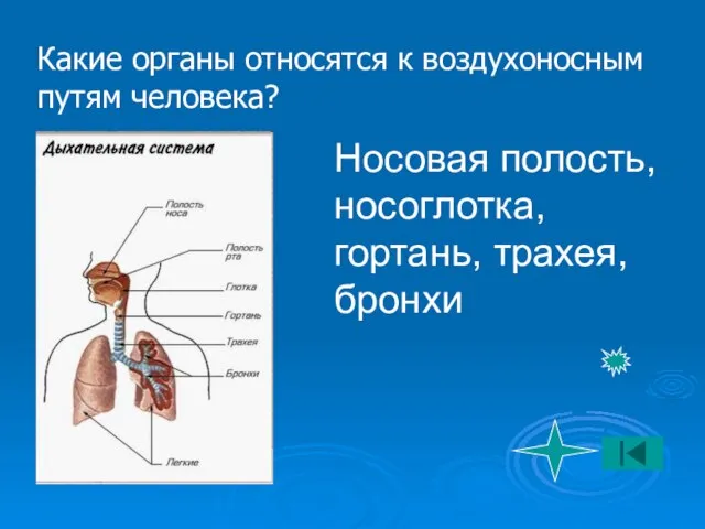 Какие органы относятся к воздухоносным путям человека? Носовая полость, носоглотка, гортань, трахея, бронхи